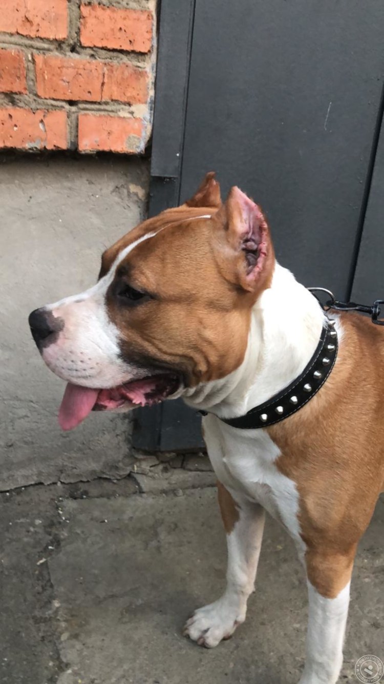 Купировка ушей стаффорда