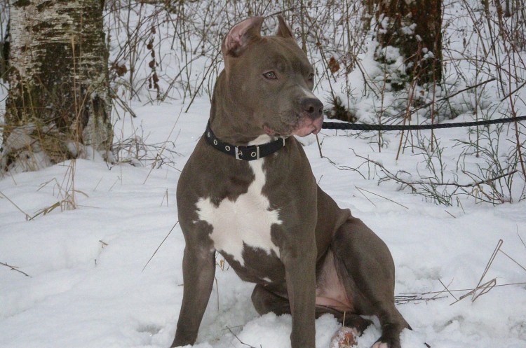 Некупированный питбуль фото