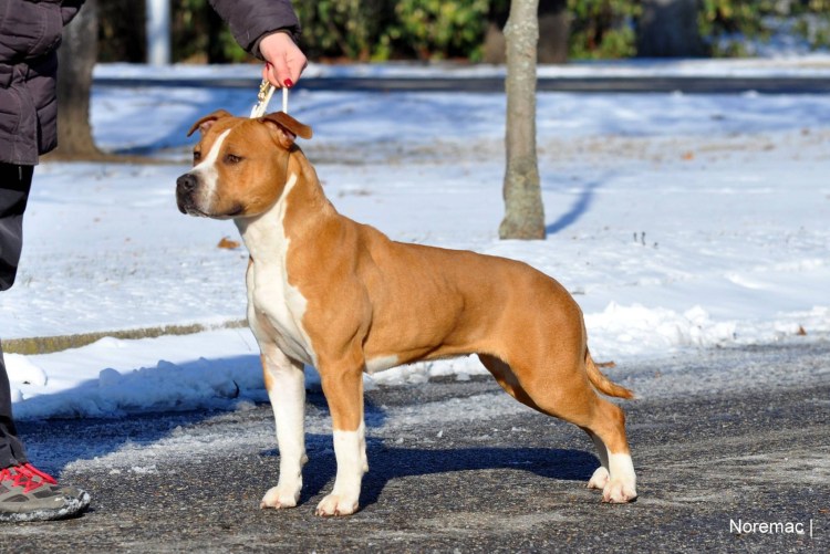 Стафф белый некупированный