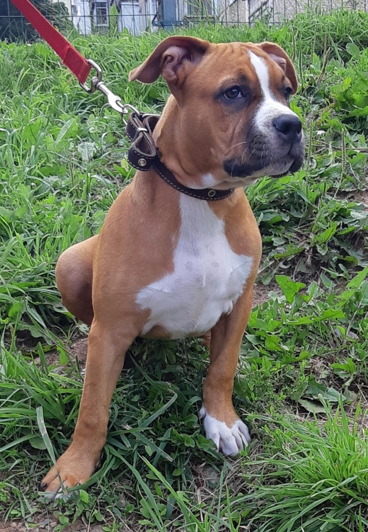 Питбультерьер некупированный