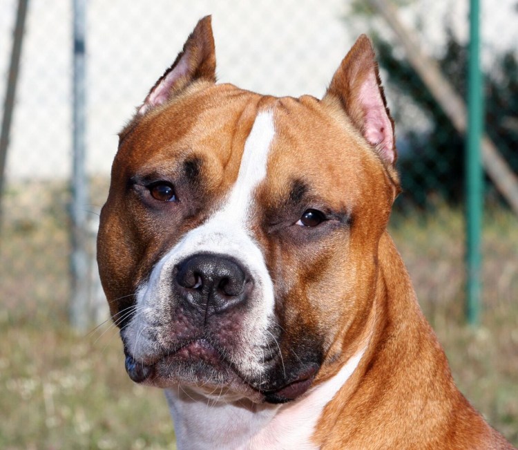 Стафашистский терьер тигровый