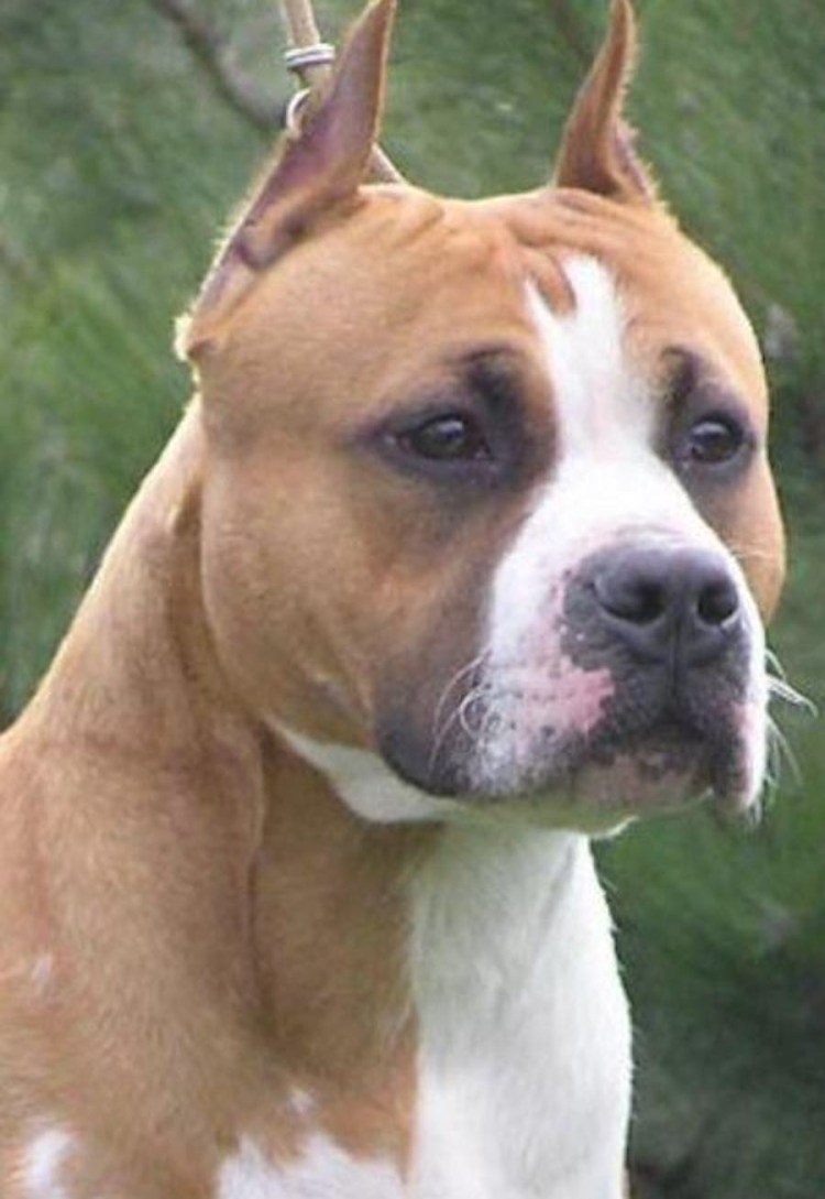 Стаффордширский терьер булли