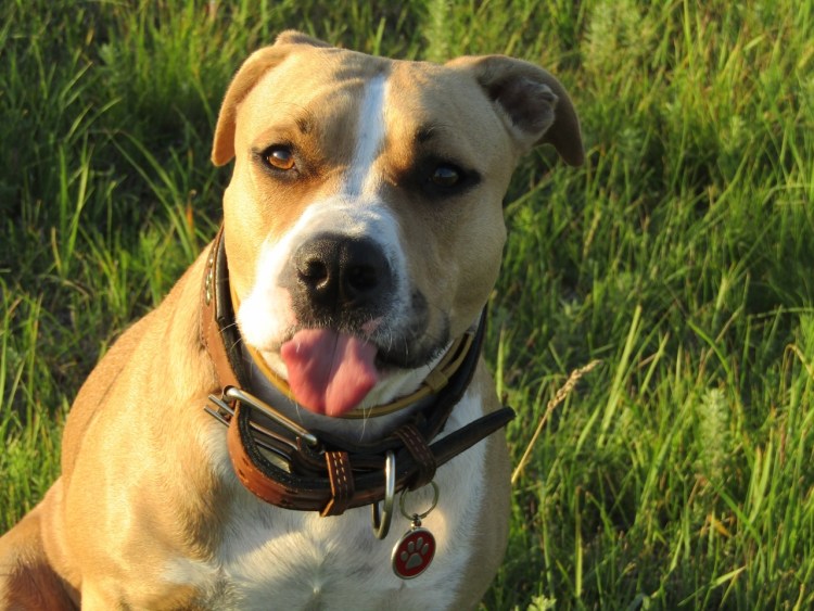 Стаффордширский терьер некупированный