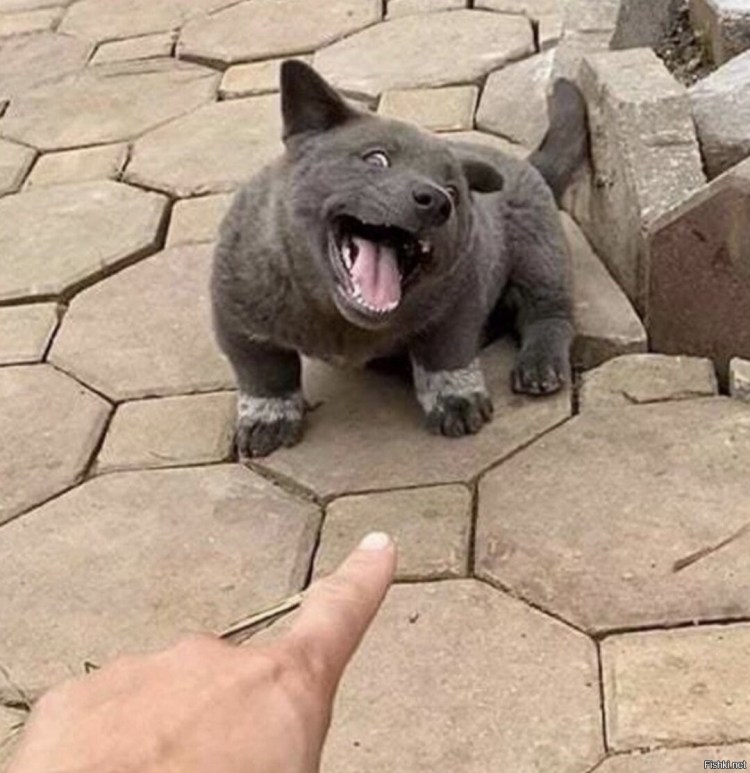 Тайский риджбек