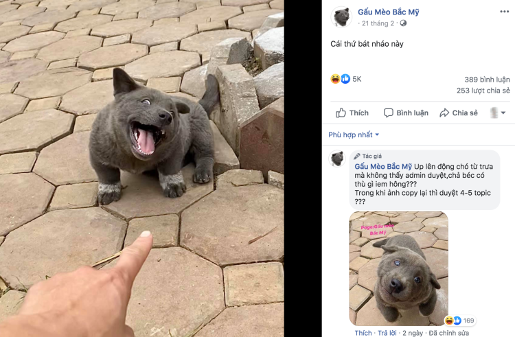 Вьетнамский куцехвостый хмонг