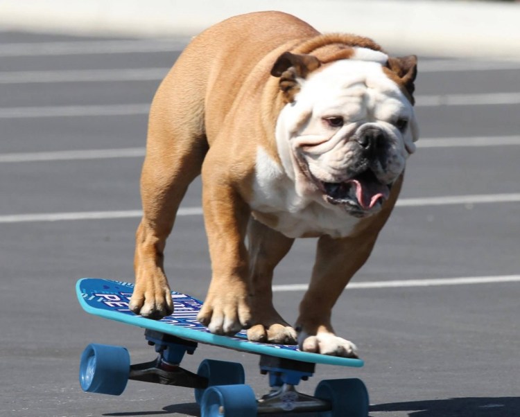 Американский питбуль мускулатура