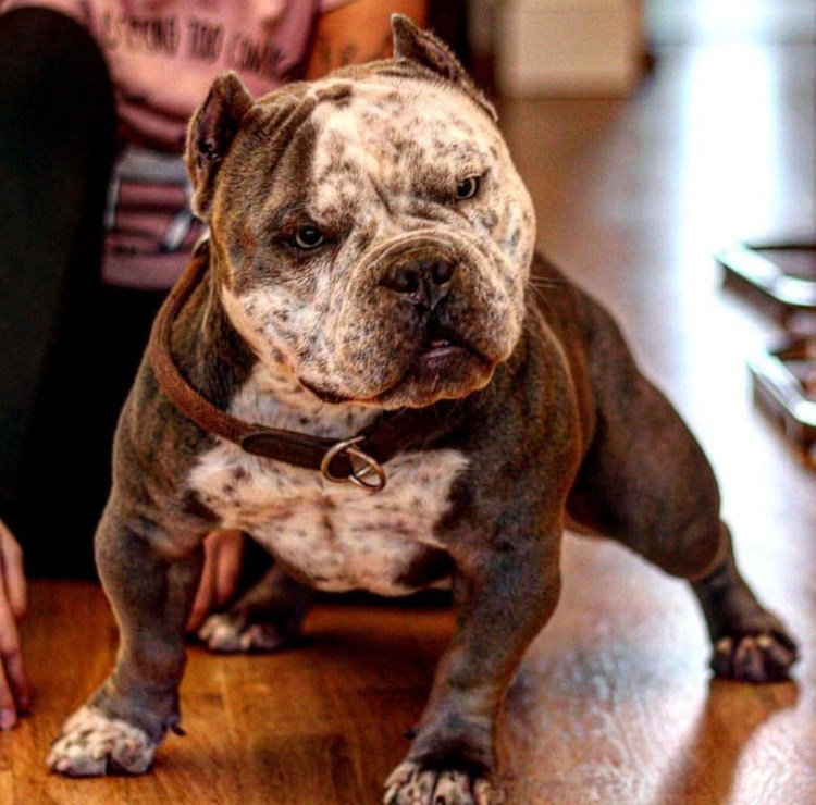Американский бульдог булли