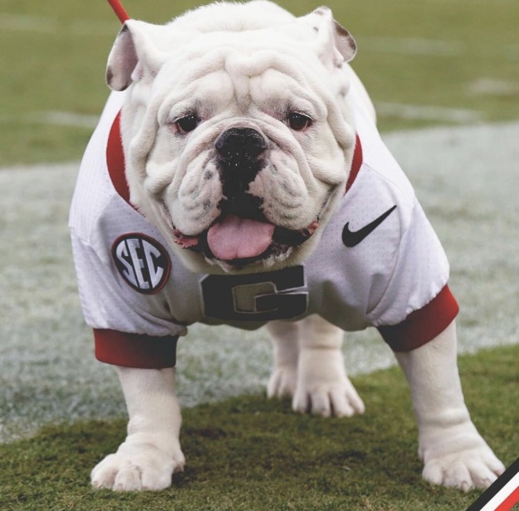 Американский булли терьер