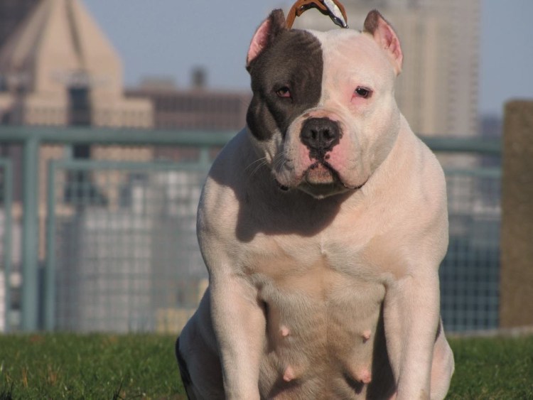 Американский питбультерьер породы собак
