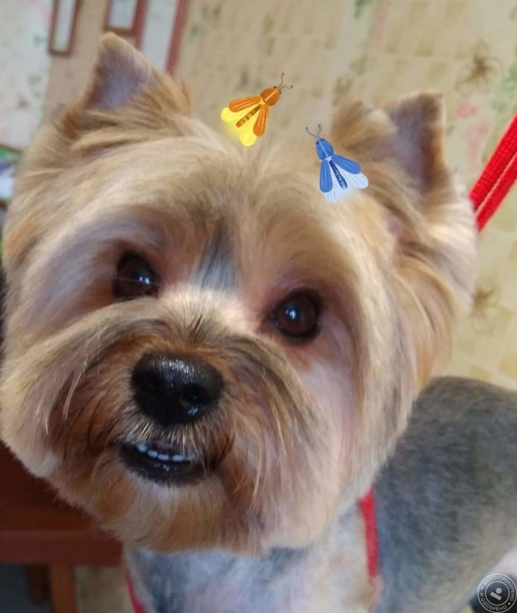 Йоркширский терьер Микки