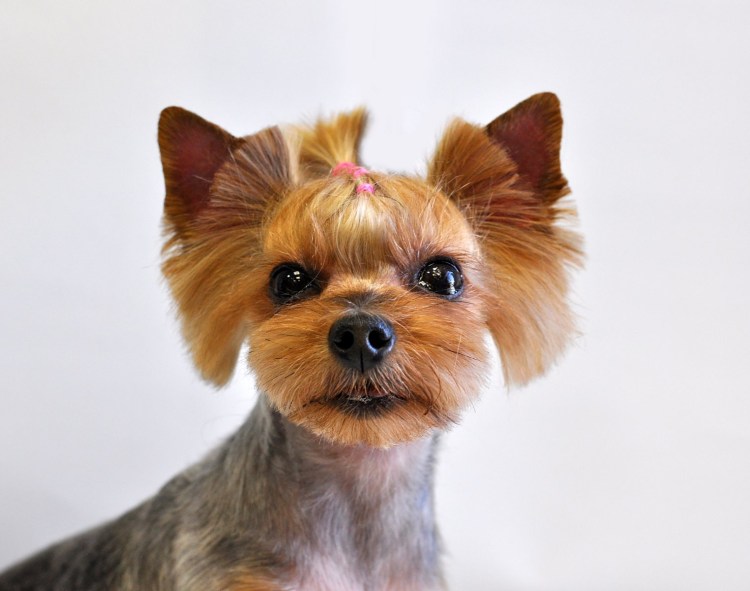 Грумминг Йорка