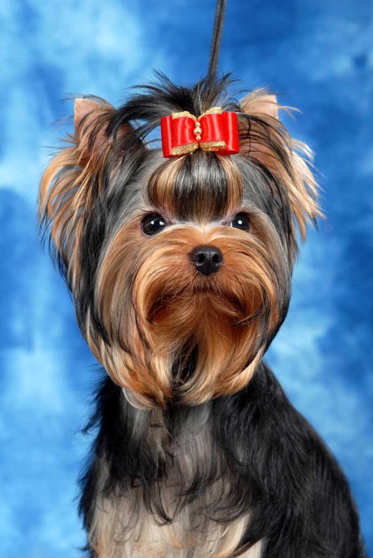 Корейская стрижка Йорка