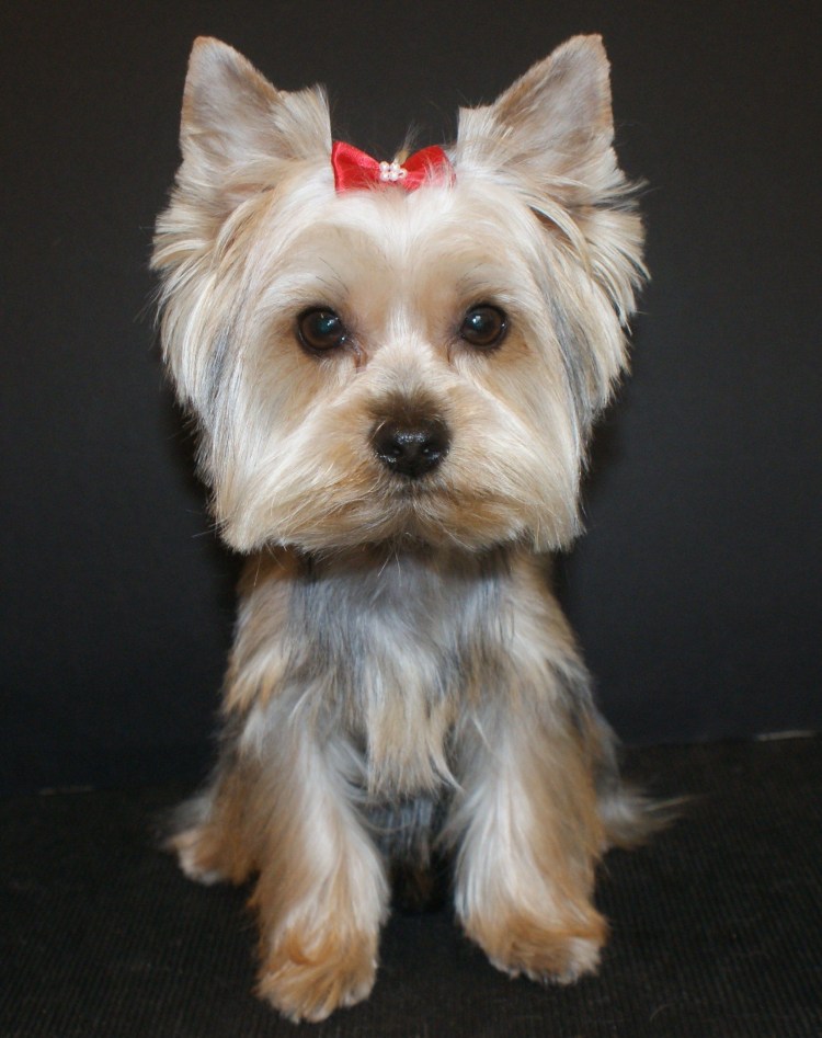 Стрижка переносицы у Йорка