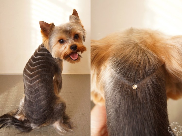 Стрижки ершский терьер щенки