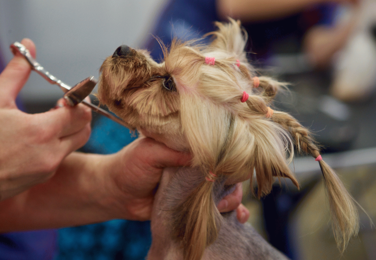 Йоркширский терьер подстриженный