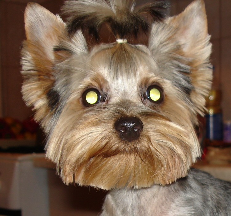 Ештерьерский терьер