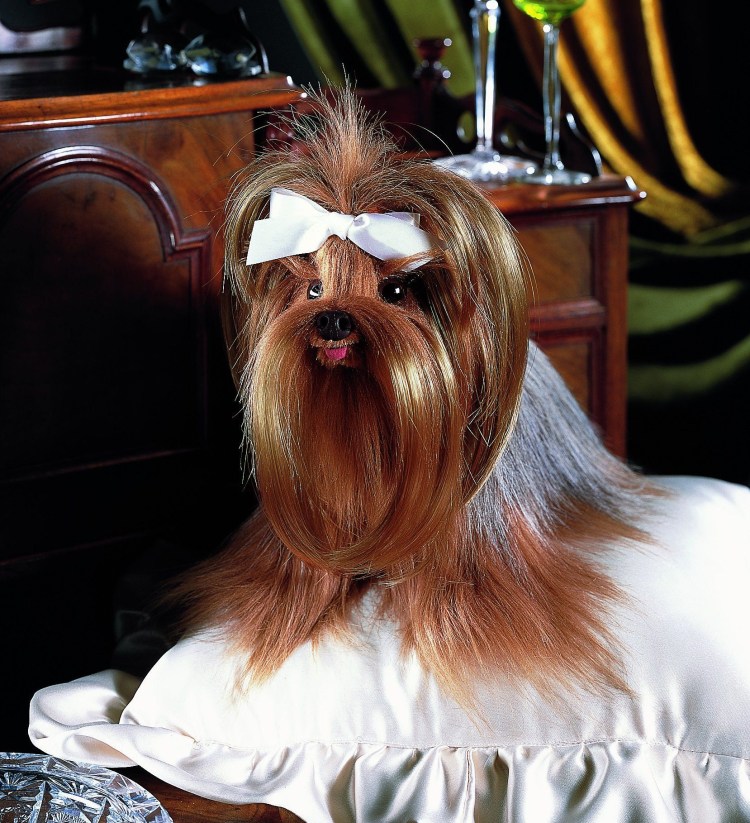 Стрижка Йорка