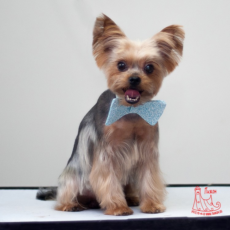 Стрижка ершский терьер