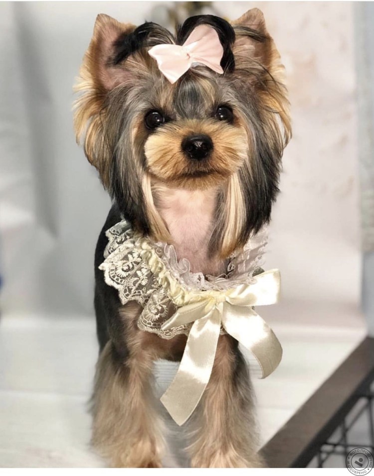 Стрижка Бивер Йорка в азиатской стиле