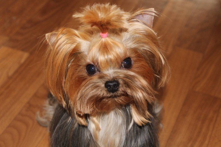 Грумминг йоркширского терьера