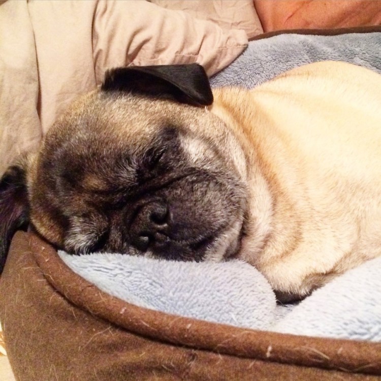 Маленькие собаки Пекинес