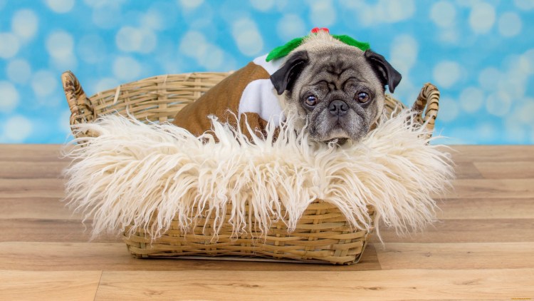 Пекинес щенок