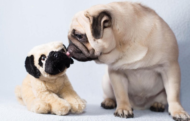 Мопс мой хозяин идиот