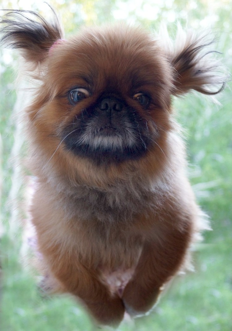 Терьер с пекинесом