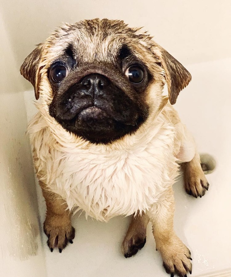 Императорский Пекинес