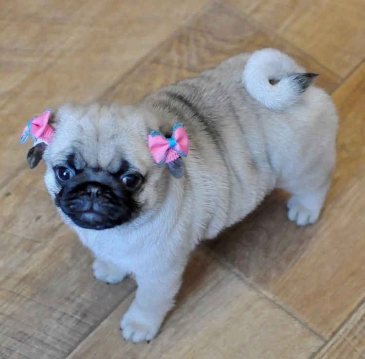 Карликовый Мопс черный