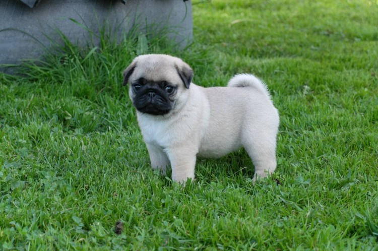 Американский ЛО-ши Мопс