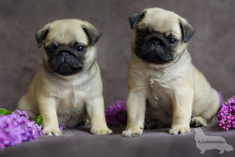 Карликовый Мопс фото
