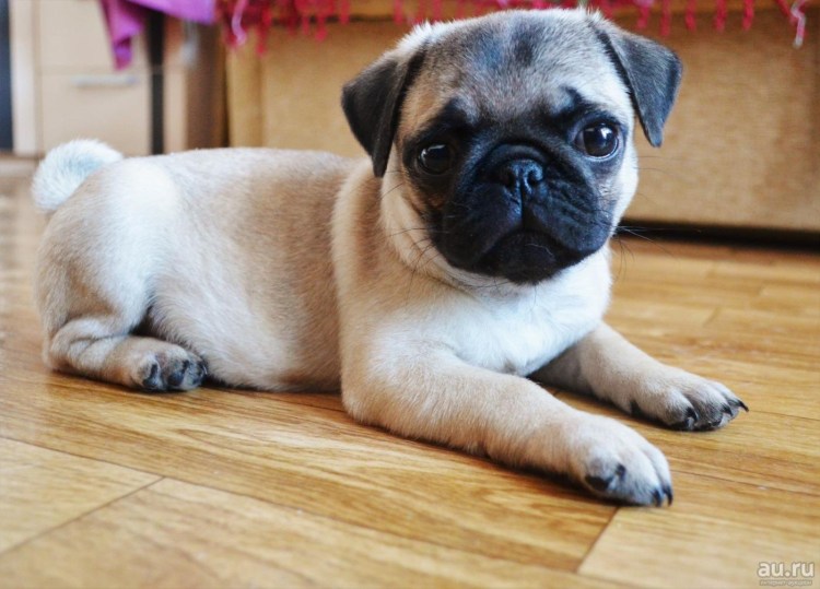 Американский Мопс