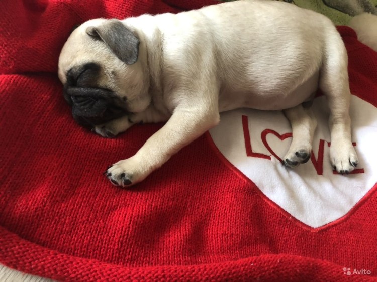 Карликовый Мопс короткошерстный
