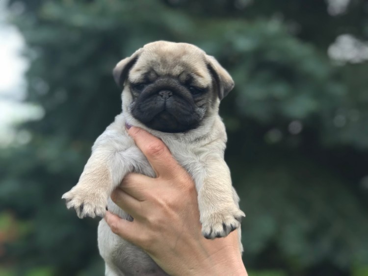 Американский ЛО-ши Мопс