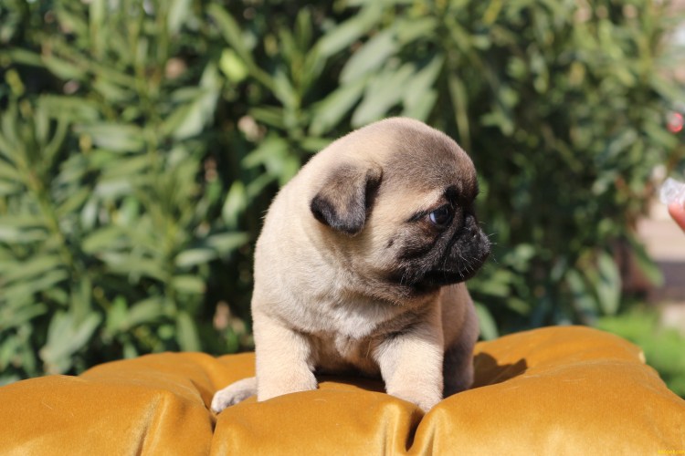 Мопс Джонни