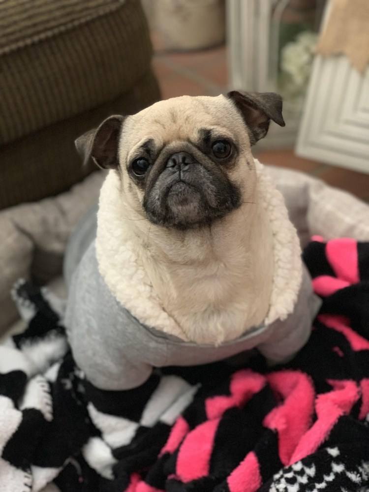 Американский ЛО-ши Мопс