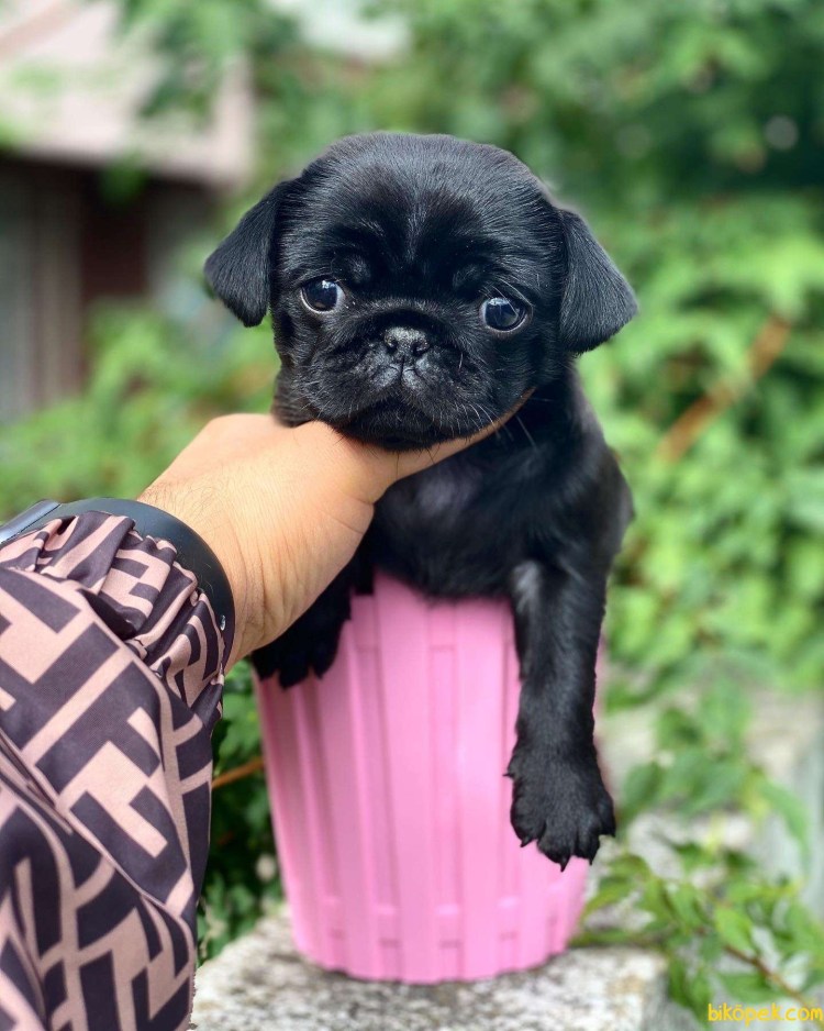 Карликовый бульдог