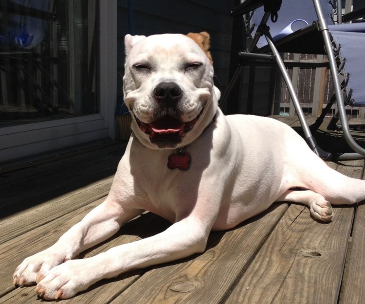 Немецкий боксёр