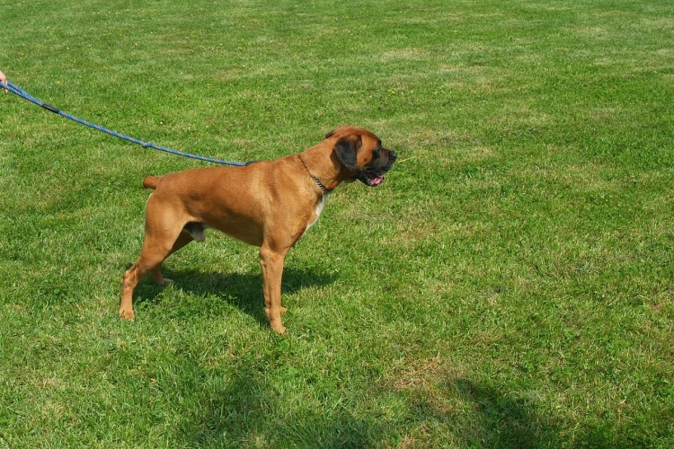 Бульдог немецкий и боксер