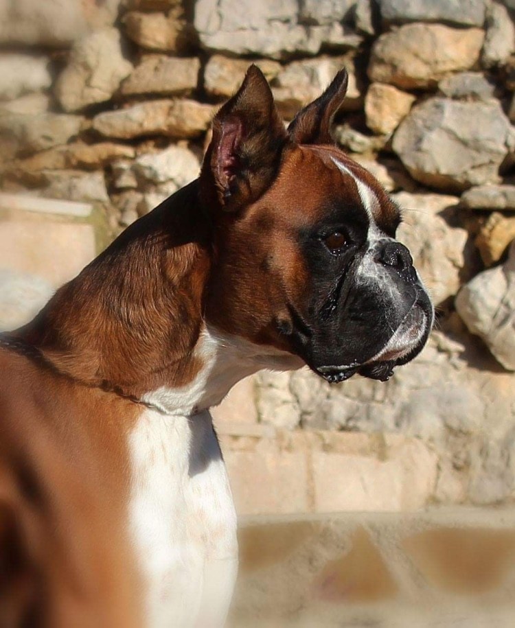 Порода немецкий боксер