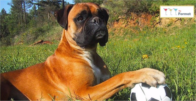 Американский бульдог боксер