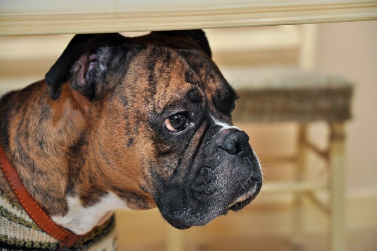 Немецкий боксёр Айне Вортис