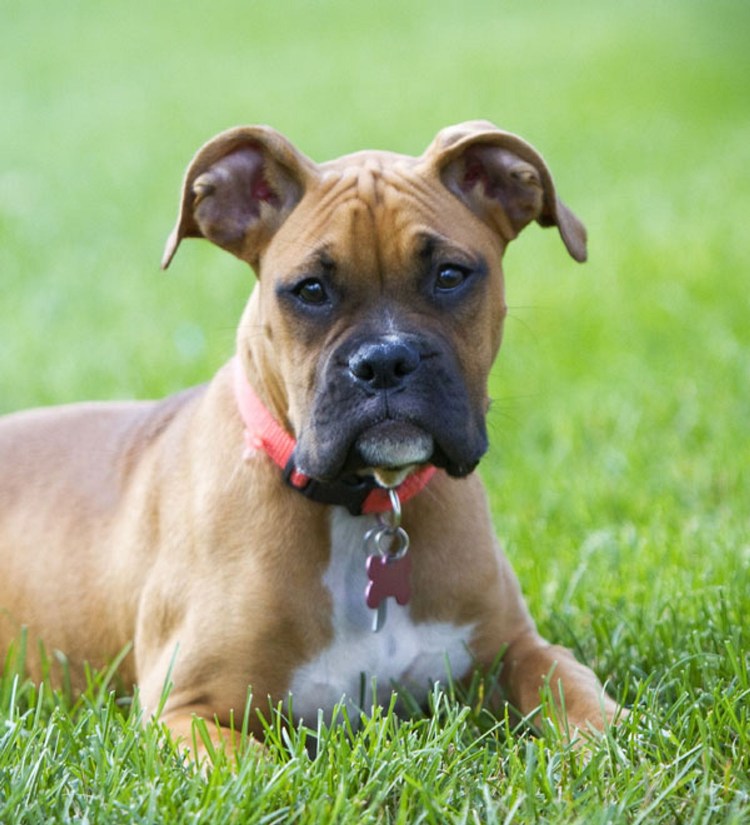 Немецкий боксёр породы собак