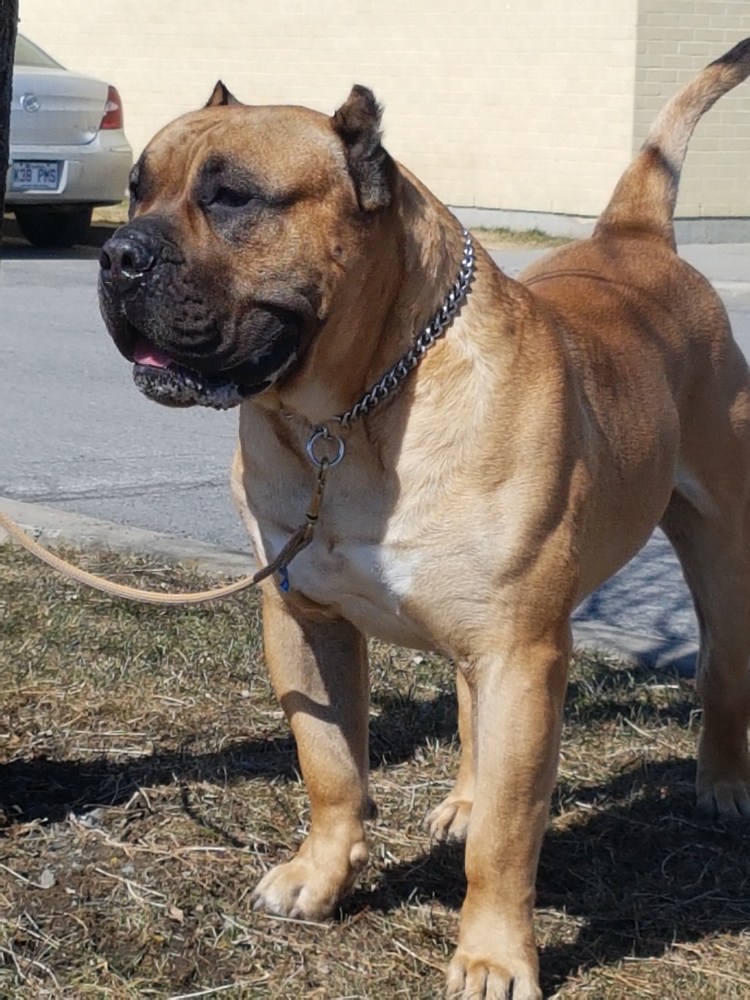 Пес породы боксер