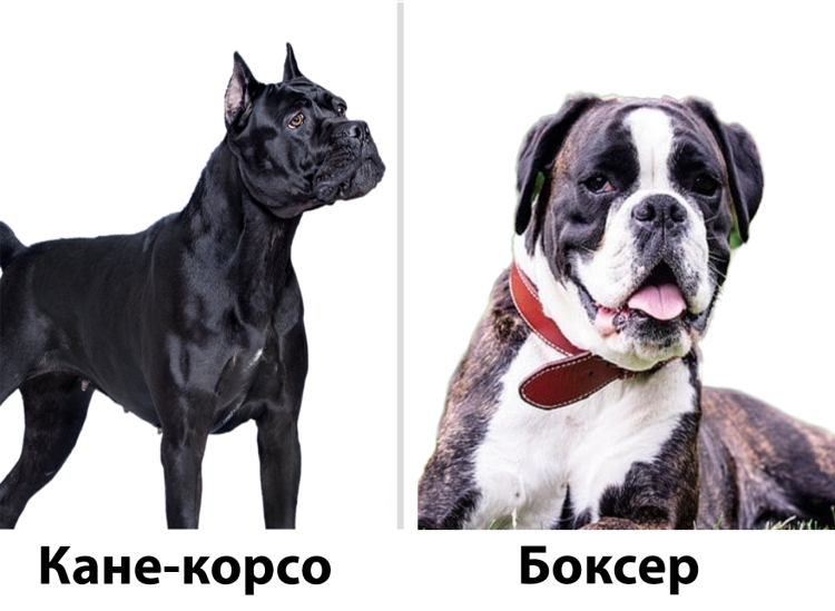 Боксёр порода собак