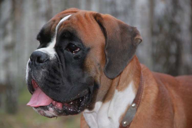 Боксёр порода собак