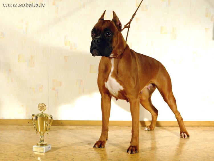 Московский боксер порода