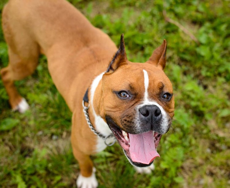 Американский бандог палевый