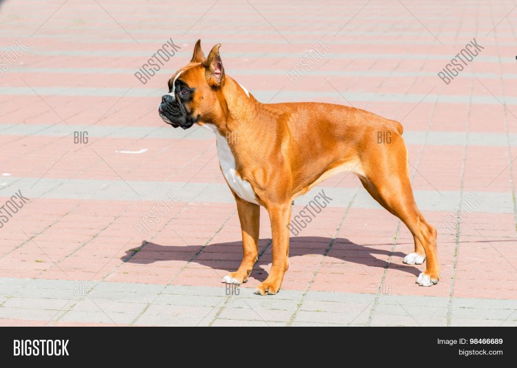 Белый боксер собака